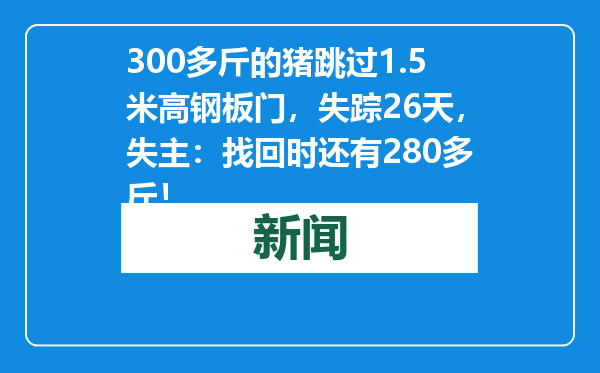 300多斤的猪跳过1.5米高钢板门，失踪26天，失主：找回时还有280多斤！