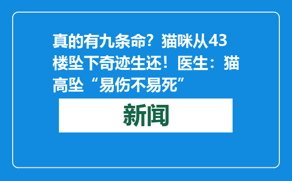 真的有九条命？猫咪从43楼坠下奇迹生还！医生：猫高坠“易伤不易死”
