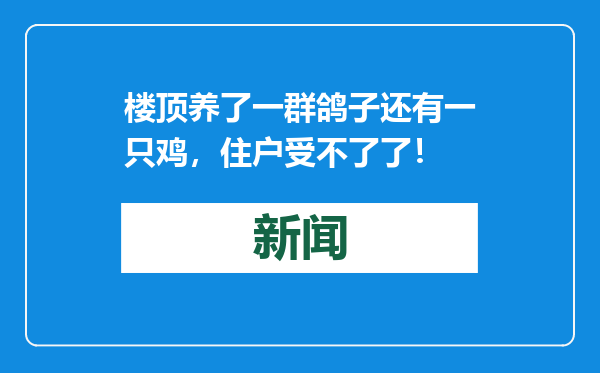 楼顶养了一群鸽子还有一只鸡，住户受不了了！