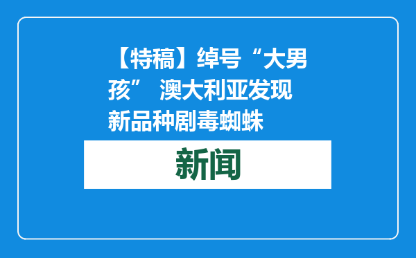 【特稿】绰号“大男孩” 澳大利亚发现新品种剧毒蜘蛛
