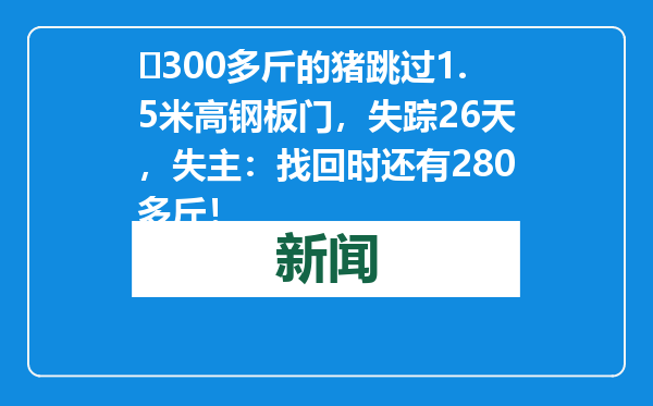 ​300多斤的猪跳过1.5米高钢板门，失踪26天，失主：找回时还有280多斤！