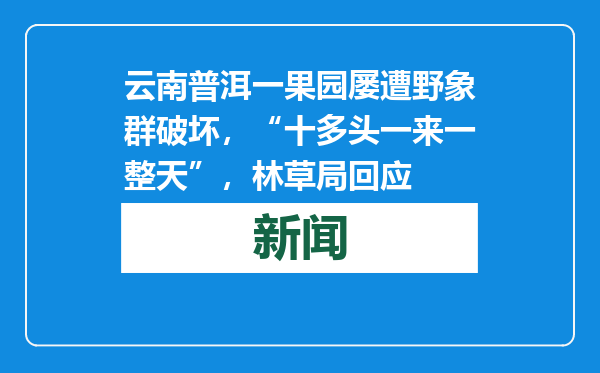 云南普洱一果园屡遭野象群破坏，“十多头一来一整天”，林草局回应