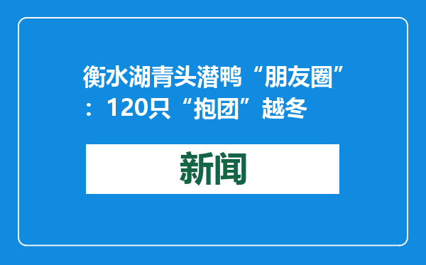 衡水湖青头潜鸭“朋友圈”：120只“抱团”越冬