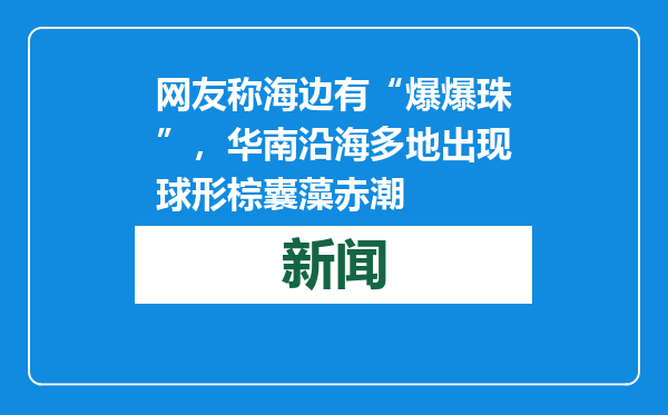 网友称海边有“爆爆珠”，华南沿海多地出现球形棕囊藻赤潮