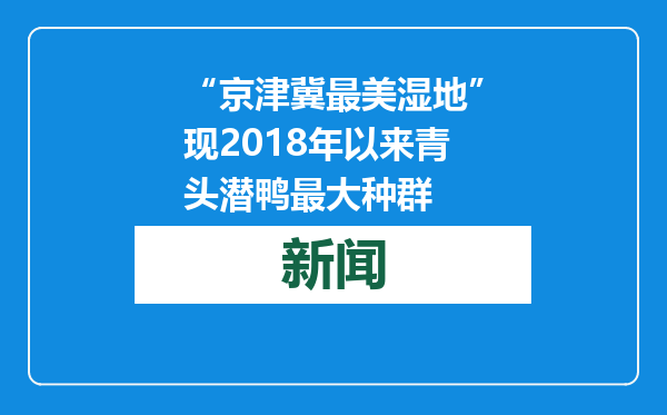 “京津冀最美湿地”现2018年以来青头潜鸭最大种群