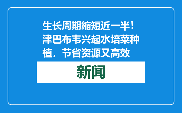 生长周期缩短近一半！津巴布韦兴起水培菜种植，节省资源又高效