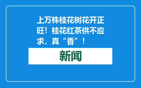 上万株桂花树花开正旺！桂花红茶供不应求，真“香”！