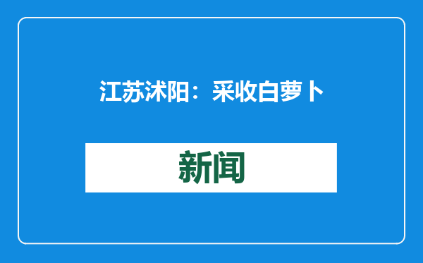 江苏沭阳：采收白萝卜