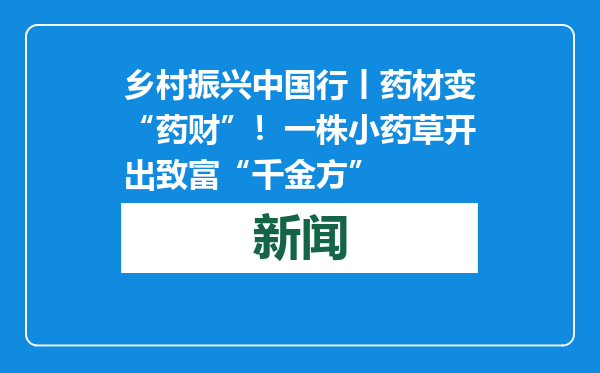 乡村振兴中国行丨药材变“药财”！一株小药草开出致富“千金方”