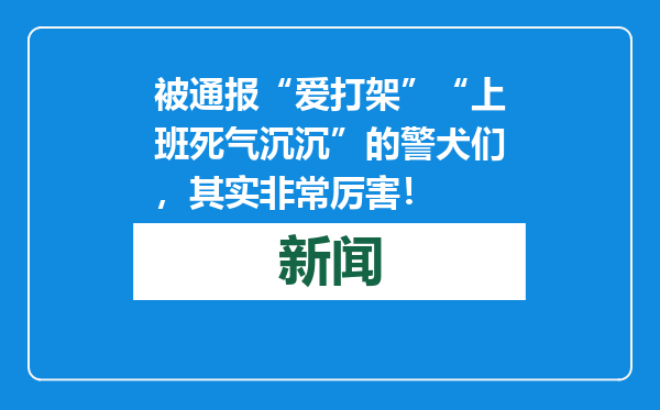 被通报“爱打架”“上班死气沉沉”的警犬们，其实非常厉害！