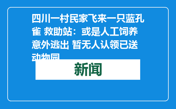 四川一村民家飞来一只蓝孔雀 救助站：或是人工饲养意外逃出 暂无人认领已送动物园