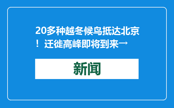 20多种越冬候鸟抵达北京！迁徙高峰即将到来→