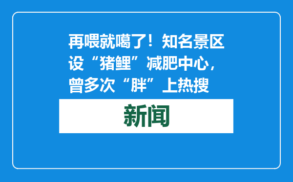 再喂就噶了！知名景区设“猪鲤”减肥中心，曾多次“胖”上热搜
