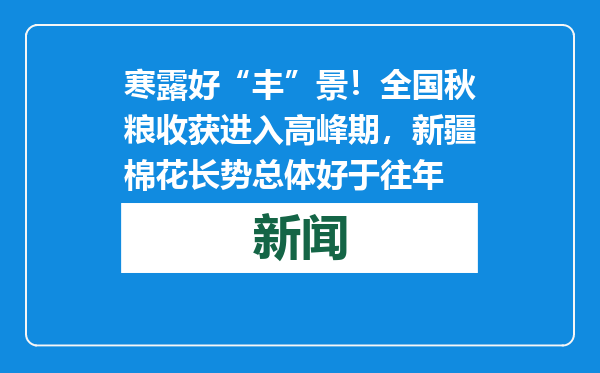 寒露好“丰”景！全国秋粮收获进入高峰期，新疆棉花长势总体好于往年