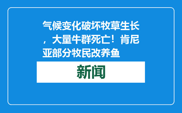 气候变化破坏牧草生长，大量牛群死亡！肯尼亚部分牧民改养鱼