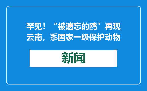 罕见！“被遗忘的鸥”再现云南，系国家一级保护动物