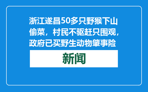 浙江遂昌50多只野猴下山偷菜，村民不驱赶只围观，政府已买野生动物肇事险