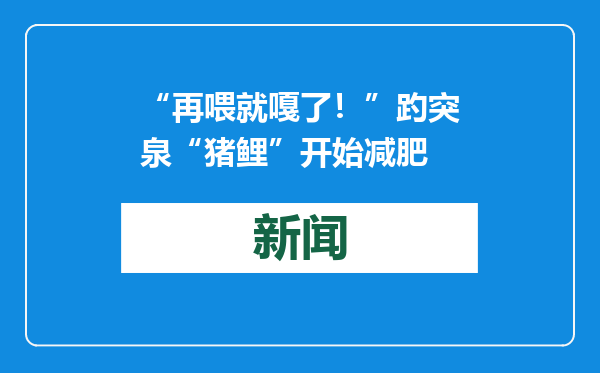 “再喂就嘎了！”趵突泉“猪鲤”开始减肥