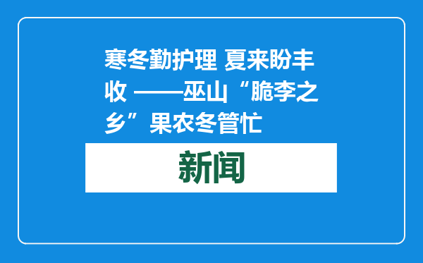 寒冬勤护理 夏来盼丰收 ——巫山“脆李之乡”果农冬管忙