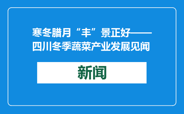 寒冬腊月“丰”景正好——四川冬季蔬菜产业发展见闻
