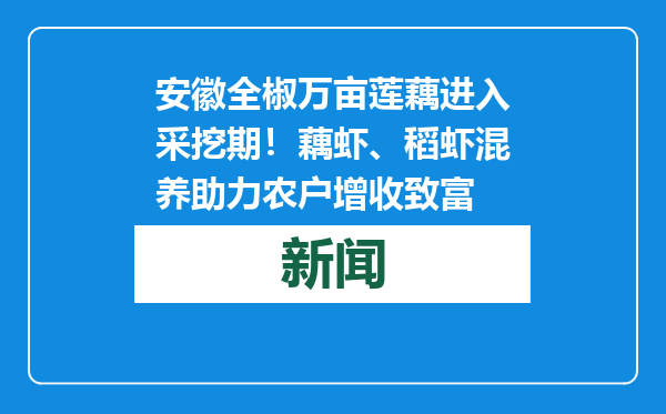 安徽全椒万亩莲藕进入采挖期！藕虾、稻虾混养助力农户增收致富