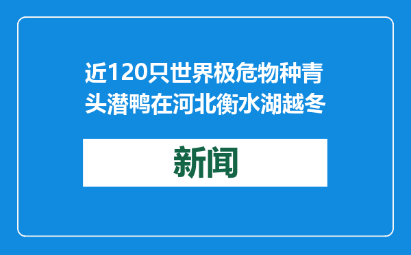 近120只世界极危物种青头潜鸭在河北衡水湖越冬