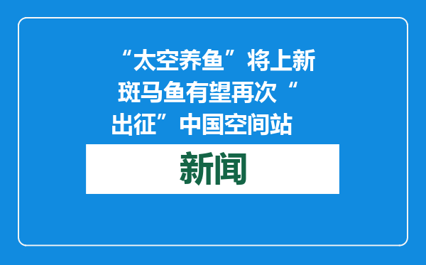 “太空养鱼”将上新 斑马鱼有望再次“出征”中国空间站