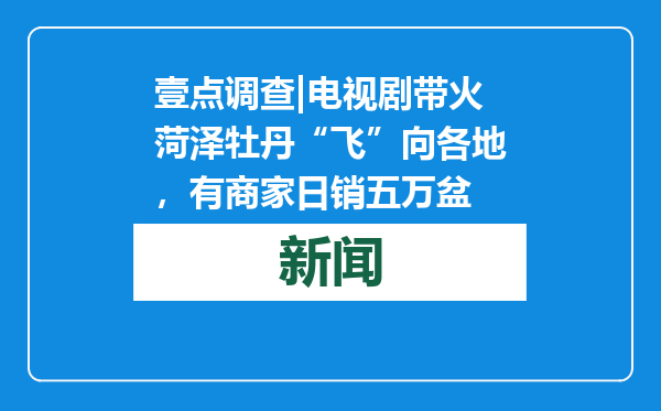 壹点调查|电视剧带火菏泽牡丹“飞”向各地，有商家日销五万盆