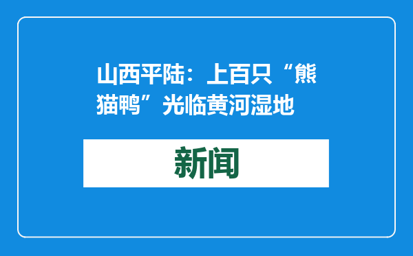 山西平陆：上百只“熊猫鸭”光临黄河湿地